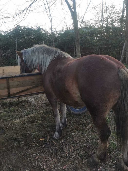 Vând manza de 2 ani foarte cuminte