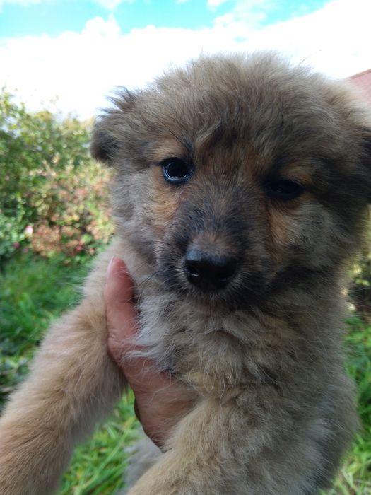 Отдам в заботливые руки щенков