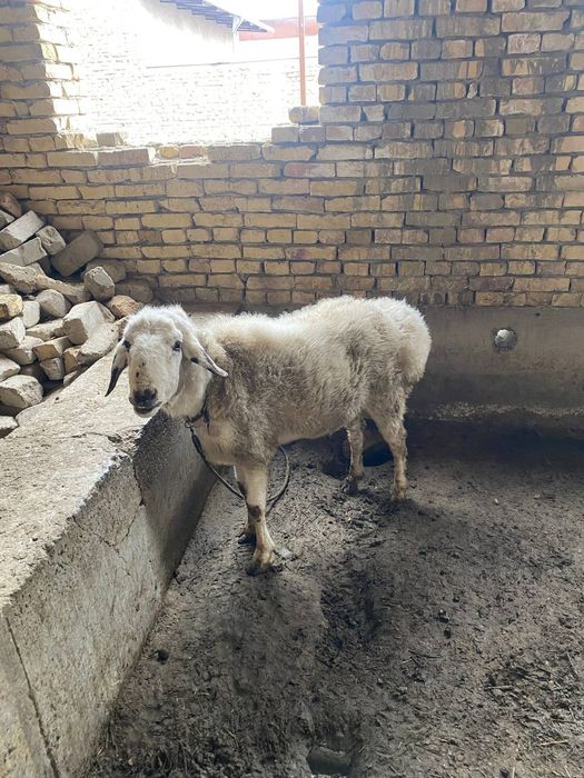Qazoqi katta  qoʻchqor sotiladi