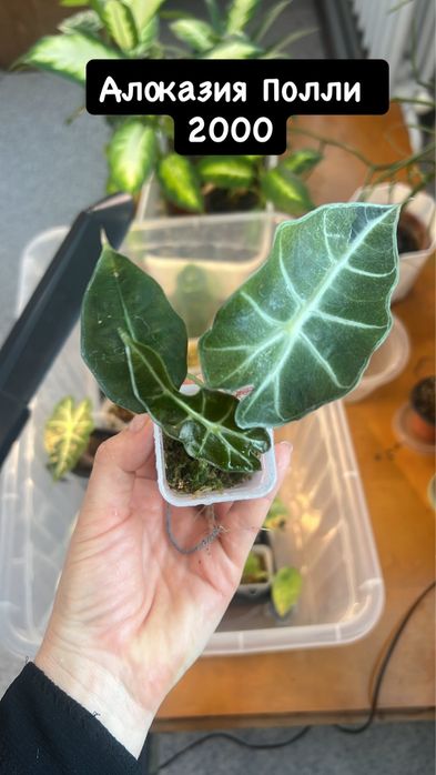 Детки алоказий в продаже