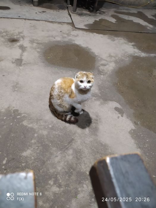 scottish fold 100$ kelishiladi