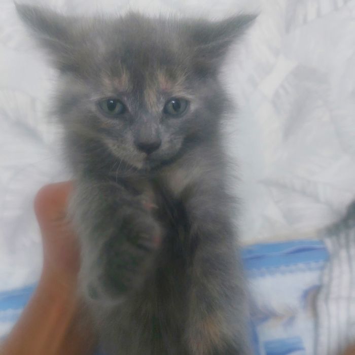 Отдам котенка маленькую