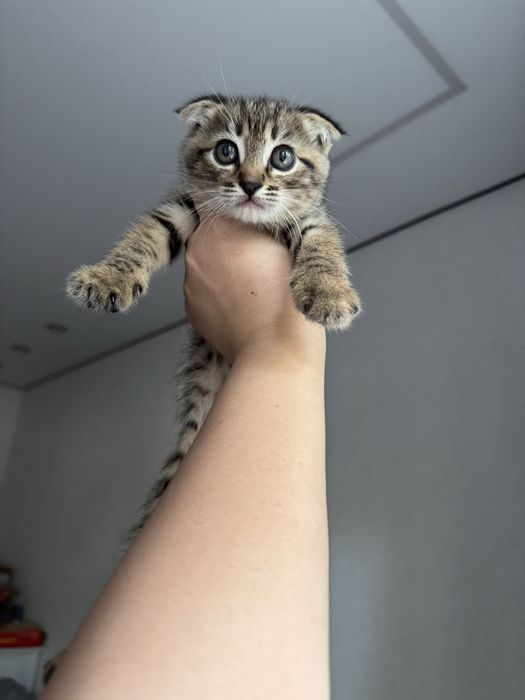 Отдам котенка девочку