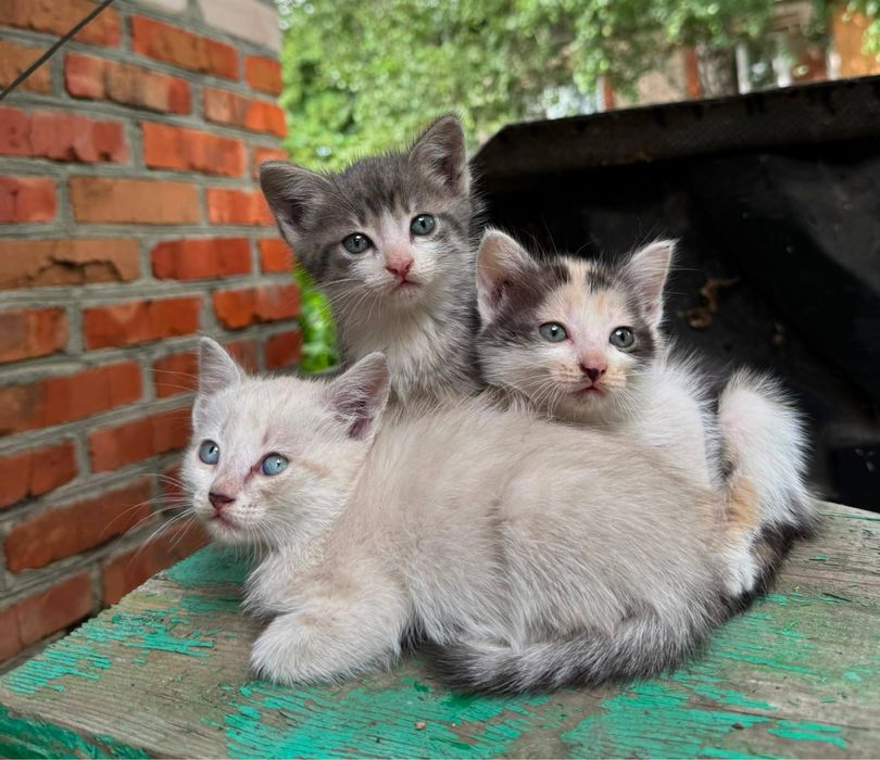милые котята ищут дом