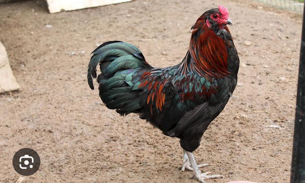 Петухи пород Амераукана, Брама