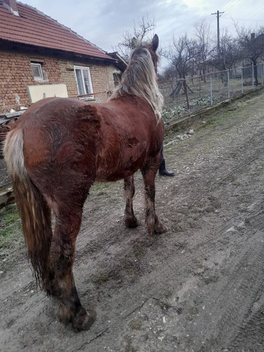 Vând mânză de 4 ani și o mânză frumoasă de 2 ani