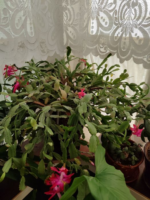 Цветы для дома и офисов.