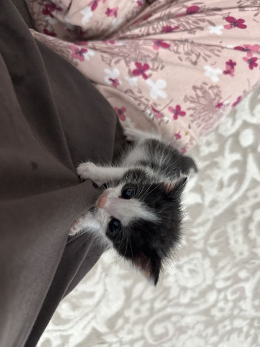котенок в добрые руки