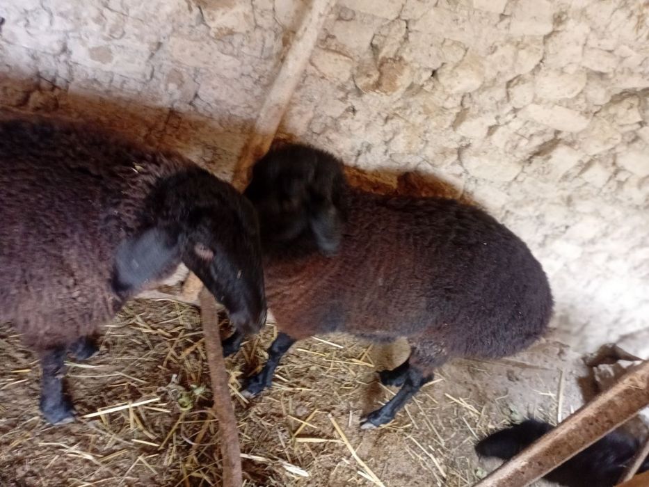 Qoylar bogoz 3ta sovlig 1ta qochqor