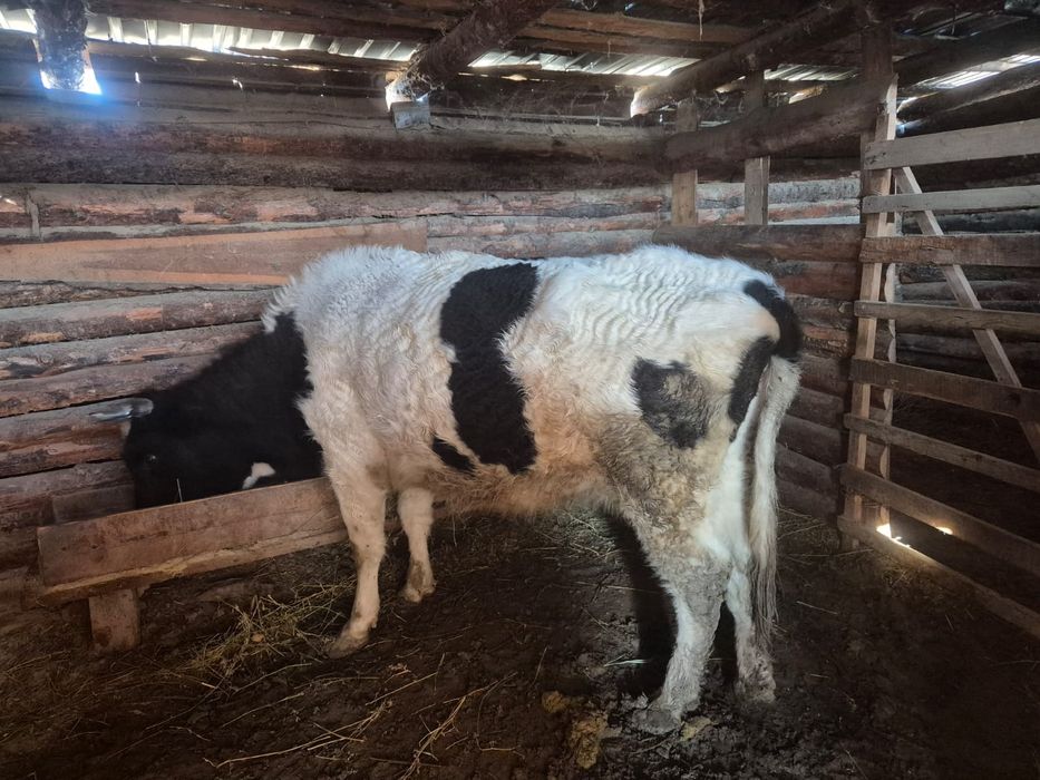 Бағылған семіз сиыр