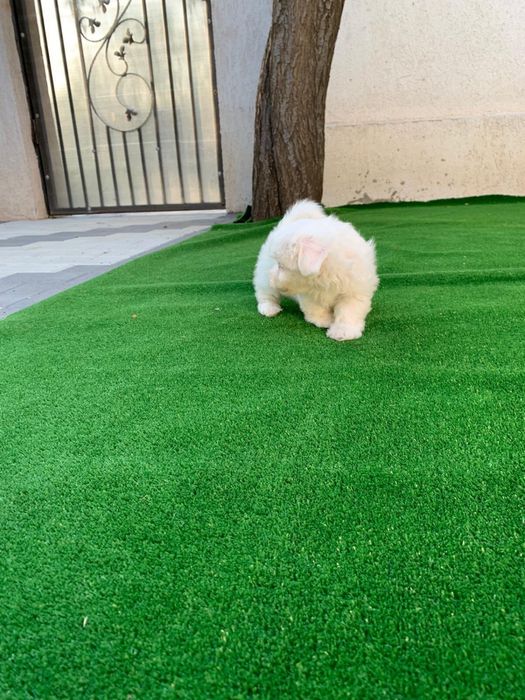 Bichon maltez mini toy