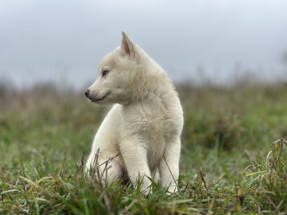 Femeluta husky siberian!