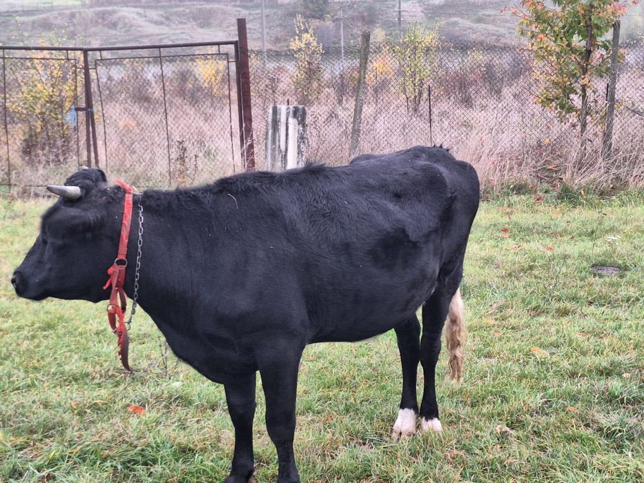 Junca angus gestanta