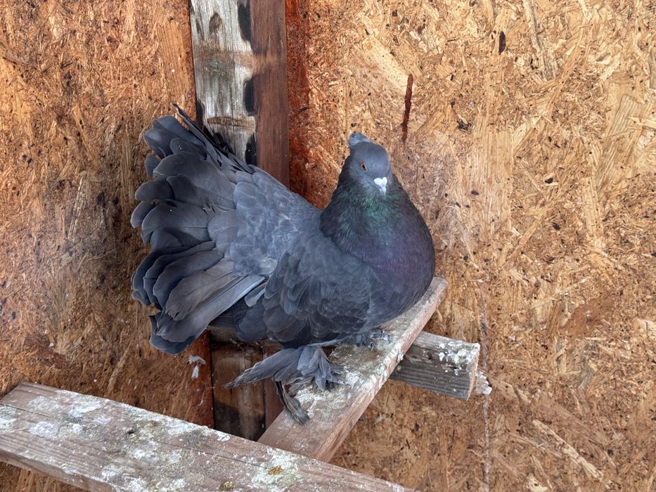 Vand 2 masculi voltat indian