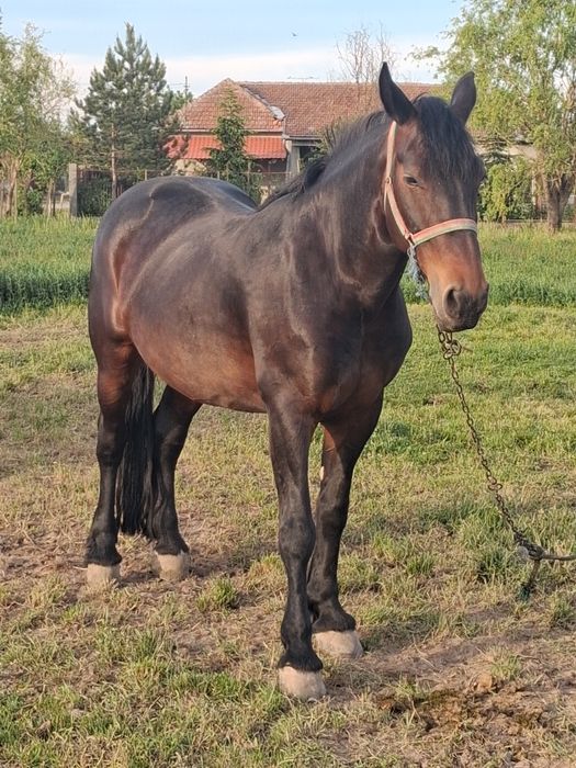De vanzare o iapă