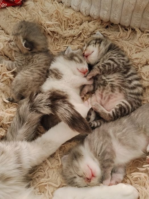 Вислоухие котятки - бронь!!!