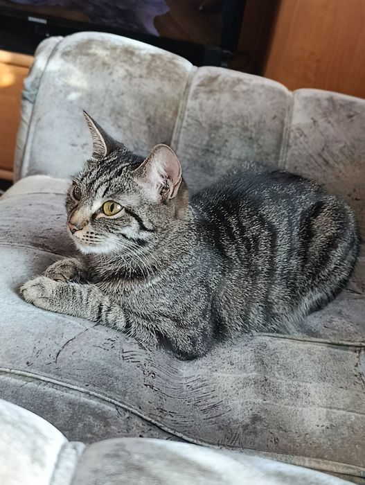 Ищу кота для вязки!