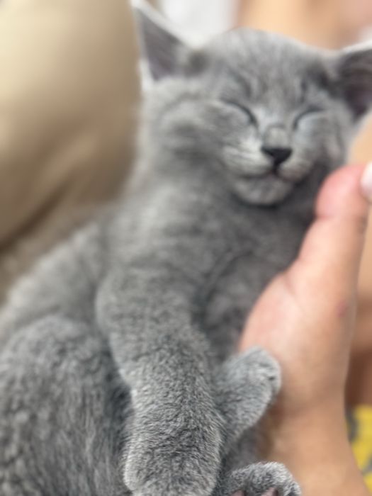 Котенок русская голубая