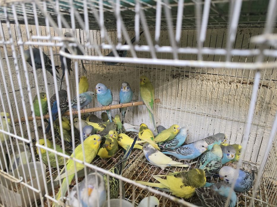 Волнистые папугаи