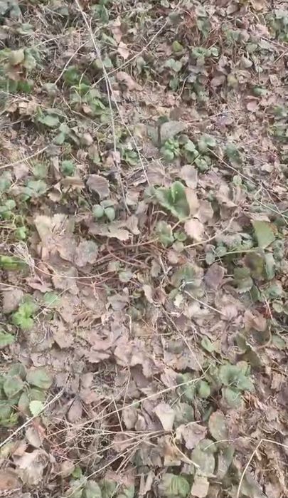 Рассада клубники