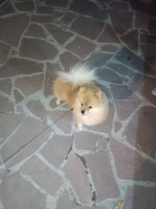 Вязка шпица мальчик