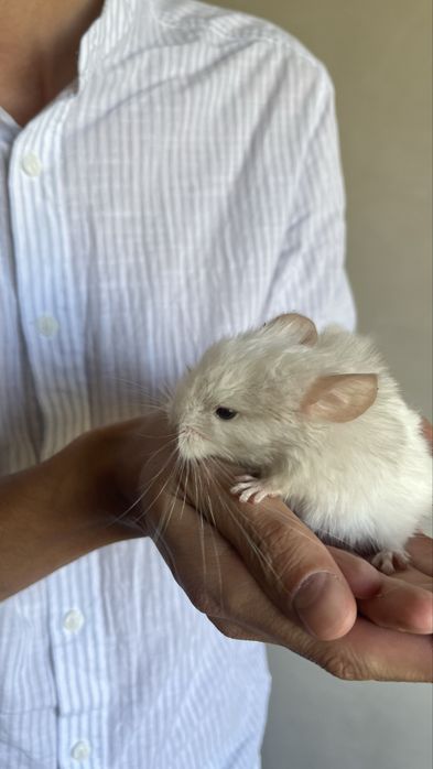 Маленькие шиншиллы