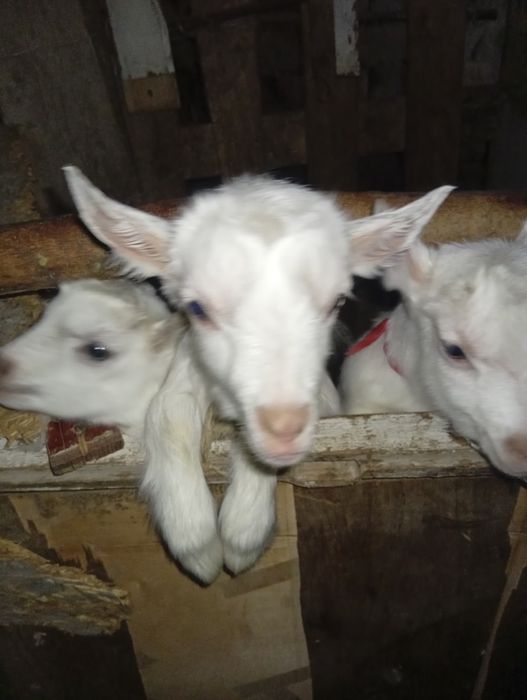 Сауын ешкы сатылады