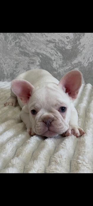 Цветные французские бульдоги