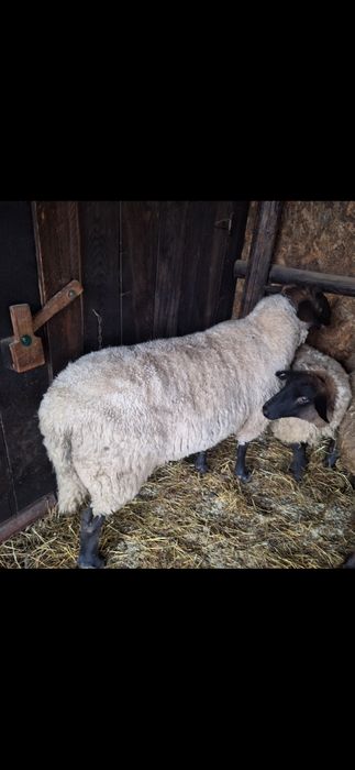 Vând 2berbeci Suffolk