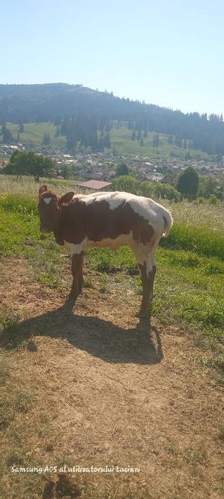 Vând juncă balțată românească trecută de un an