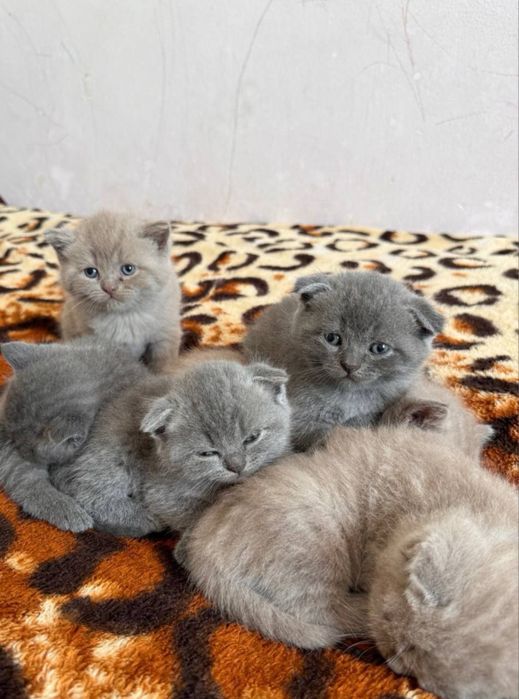 Открыт бронь на элитных котят Чистакровные Скотиш Фолд и Страйты