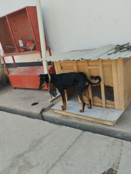 It sotiladi doberman