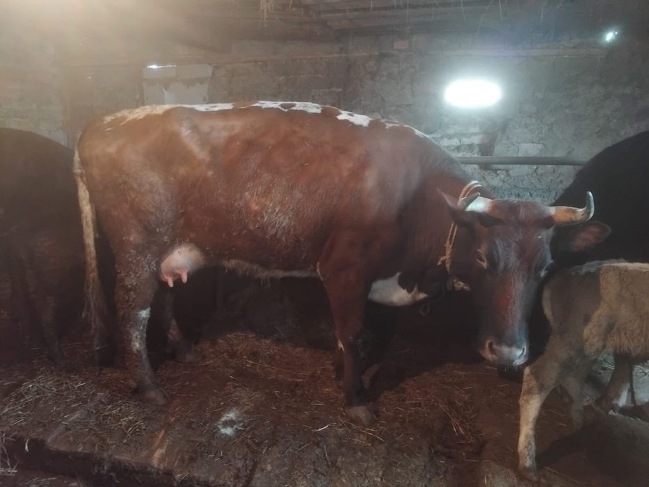 Продам крупно рогатый скот ( коров)