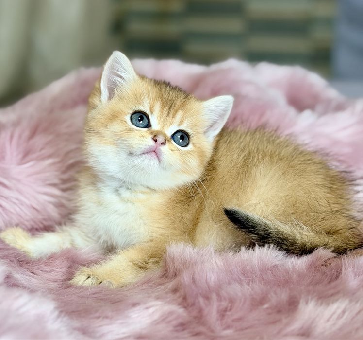 Котята с документами