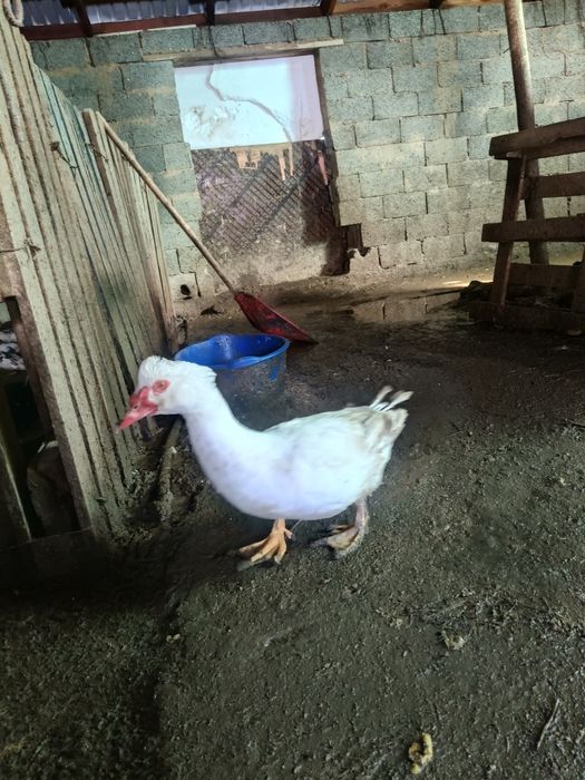 Индоутка, утки и селезнь