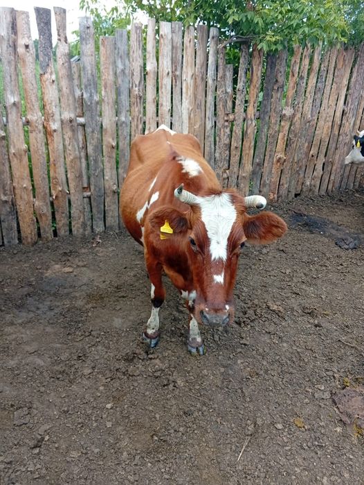 Продам корову яловая