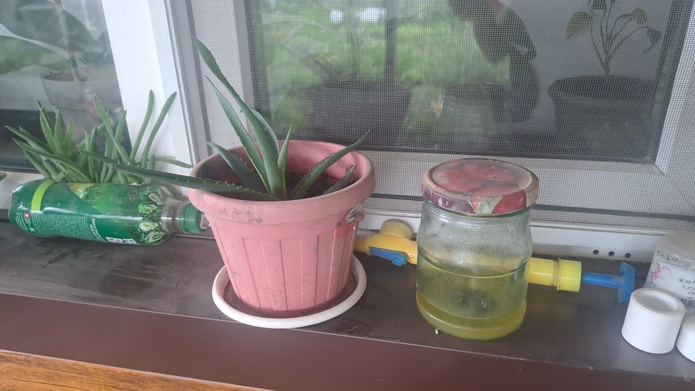 Продам разного размера алое.