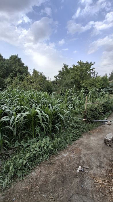 Uchastka sotiladi 12 sotix