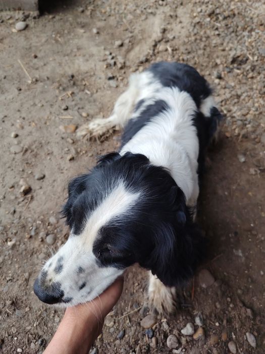 Spanel tezda sotiladi