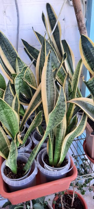 Продам сансеверию и бегонию