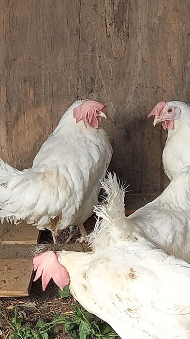 Продам кур ,белые несушки