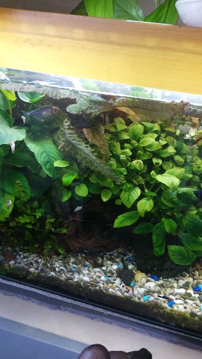 Аквариумные ростения.