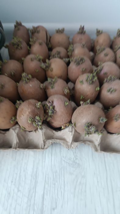 Картофель на посадку