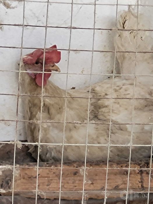 Ок товуклар сотилади