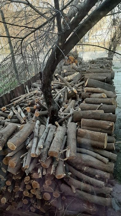 Tut daraxtidan o'tin sotamiz.