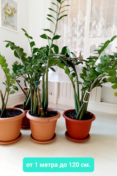 Комнатные растения замиокулькас