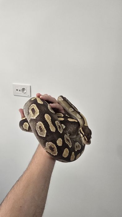 Piton Regal (Ball Python) si Crested Gecko