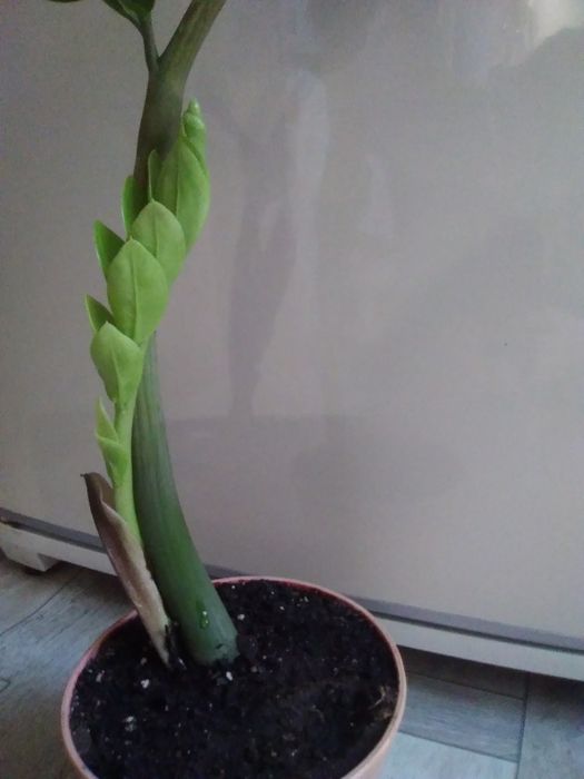 Заминокулькас (долларовое)