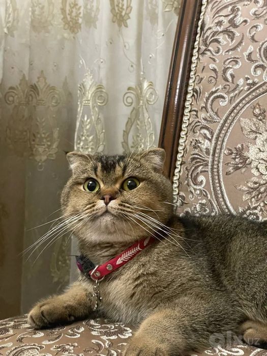 Золотая шиншилла