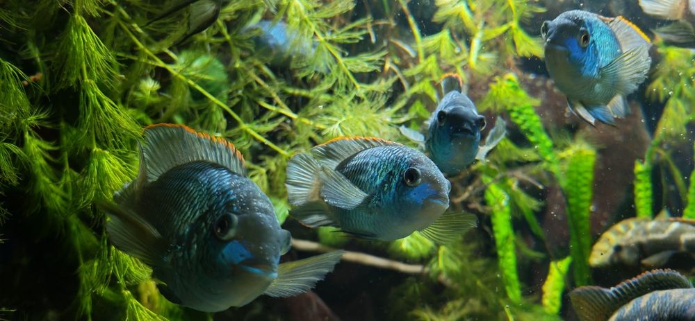 Peste Electric Blue Acara